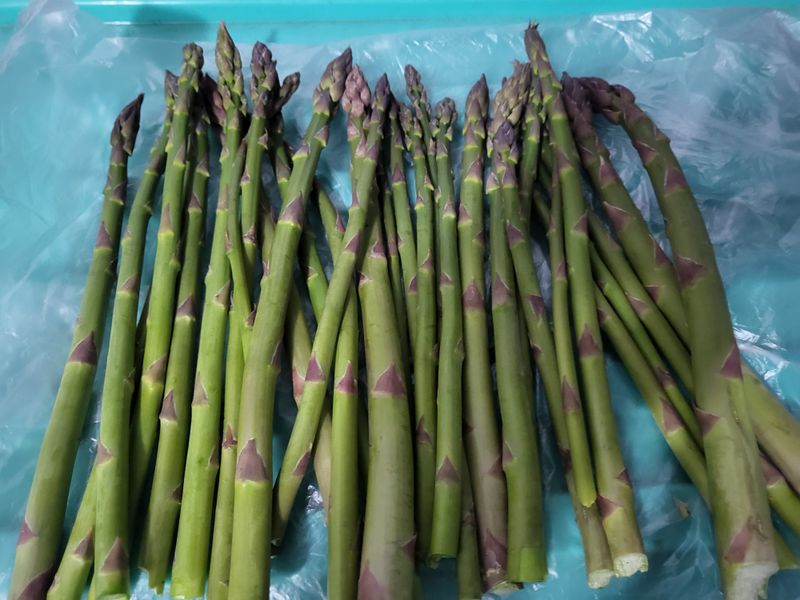 문보라님의 장터 판매 상품 [아스파라거스,머위,민들레,질경이,돗나물,부추] 첨부 사진