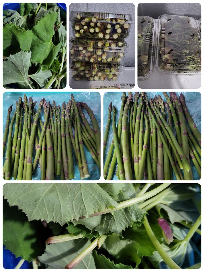 문보라님의 장터 판매 상품 [아스파라거스,머위,민들레,질경이,돗나물,부추] 첨부 사진