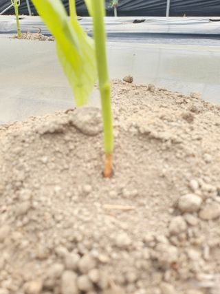 호박19950님의 고추 · 병해충상담 작성글 사진