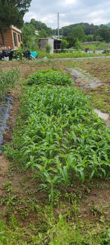 팜모닝 자유주제·사진전 게시글 이미지