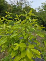 팜모닝 감·병해충상담 게시글 이미지