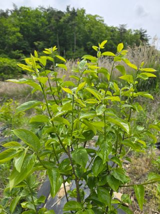 수제비뜨기님의 감 · 병해충상담 작성글 사진