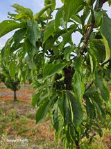 팜모닝 자두·병해충상담 게시글 이미지