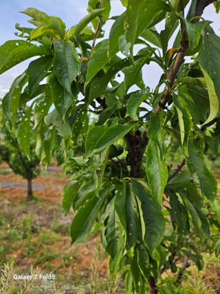 구본경님의 자두 · 병해충상담 작성글 사진