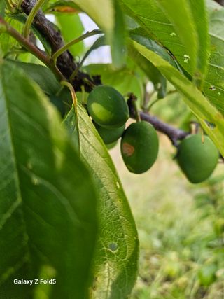 구본경님의 자두 · 병해충상담 작성글 사진