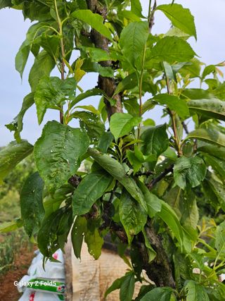 구본경님의 자두 · 병해충상담 작성글 사진