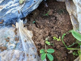 시아오님의 자유주제 · 자유게시판 작성글 사진