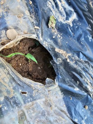 시아오님의 자유주제 · 자유게시판 작성글 사진