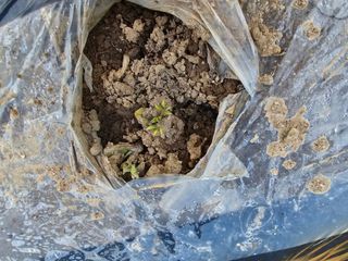 시아오님의 자유주제 · 자유게시판 작성글 사진