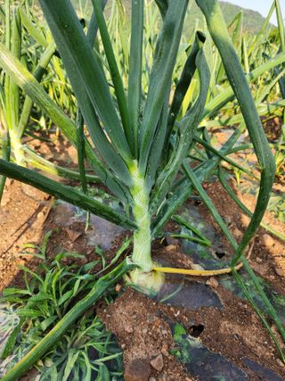 코코딸기정원님의 양파 · 영농일지 작성글 사진