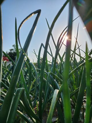 코코딸기정원님의 양파 · 영농일지 작성글 사진