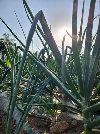 코코딸기정원님의 양파 · 영농일지 작성글 사진