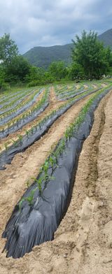 팜모닝 옥수수·영농일지 게시글 이미지