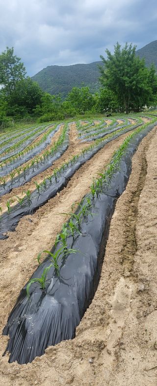 양석원님의 옥수수 · 영농일지 작성글 사진