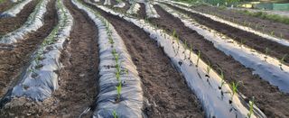 양석원님의 옥수수 · 영농일지 작성글 사진