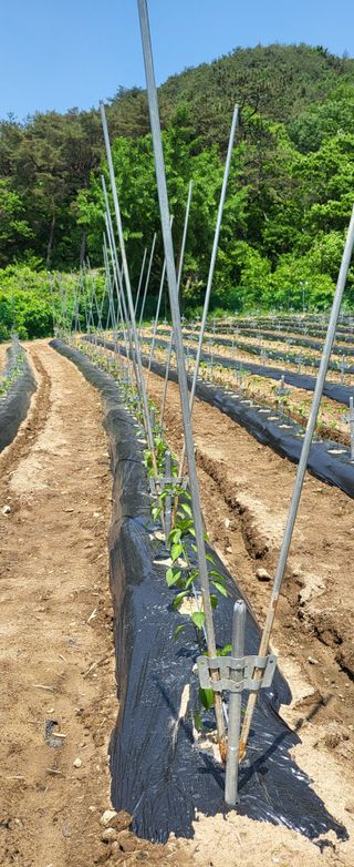 양석원님의 고추 · 영농일지 작성글 사진