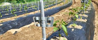 양석원님의 고추 · 영농일지 작성글 사진