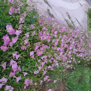 bpjh9173님의 5월 내 작물 자랑하기 · 참여글 작성글 사진