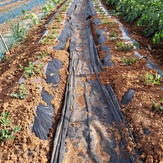 bpjh9173님의 5월 내 작물 자랑하기 · 참여글 작성글 사진