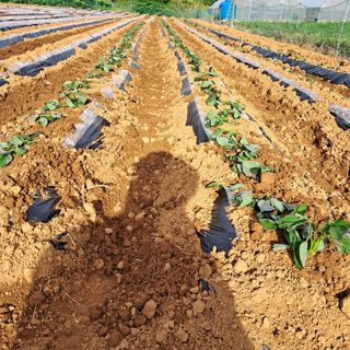 bpjh9173님의 5월 내 작물 자랑하기 · 참여글 작성글 사진