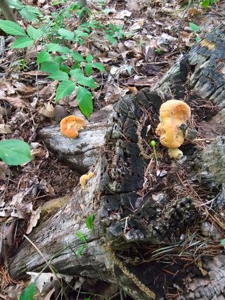 청계닭님의 자유주제 · 자유게시판 작성글 사진