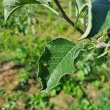 팜모닝 사과·병해충상담 게시글 이미지