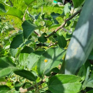 이홍균님의 사과 · 병해충상담 작성글 사진