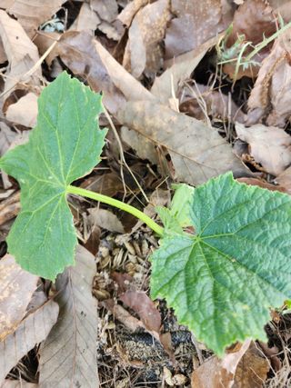 고영희님의 토마토 · 영농일지 작성글 사진