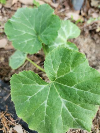 고영희님의 토마토 · 영농일지 작성글 사진