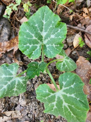 고영희님의 토마토 · 영농일지 작성글 사진