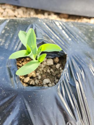 고영희님의 토마토 · 영농일지 작성글 사진