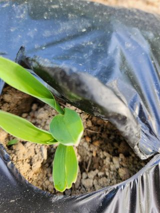 고영희님의 토마토 · 영농일지 작성글 사진