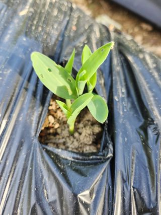 고영희님의 토마토 · 영농일지 작성글 사진