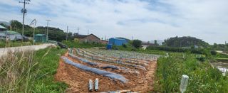 조미숙님의 고추 · 영농일지 작성글 사진