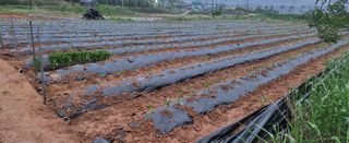 조미숙님의 고추 · 영농일지 작성글 사진