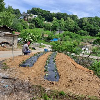 마늘16716님의 5월 내 작물 자랑하기 · 참여글 작성글 사진