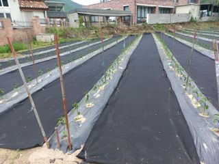 정종희님의 5월 내 작물 자랑하기 · 참여글 작성글 사진