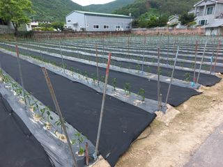 정종희님의 5월 내 작물 자랑하기 · 참여글 작성글 사진