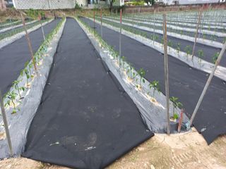 정종희님의 5월 내 작물 자랑하기 · 참여글 작성글 사진