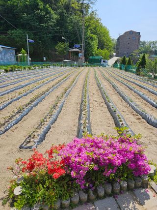 전복수님의 5월 내 작물 자랑하기 · 참여글 작성글 사진