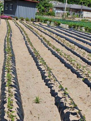 전복수님의 5월 내 작물 자랑하기 · 참여글 작성글 사진