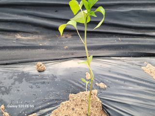 hkte님의 고추 · 병해충상담 작성글 사진