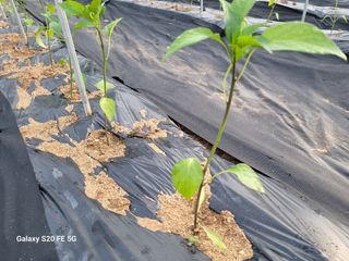 hkte님의 고추 · 병해충상담 작성글 사진