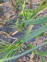 팜모닝 마늘·영농일지 게시글 이미지