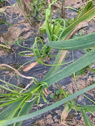 귤13096이인오님의 마늘 · 영농일지 작성글 사진