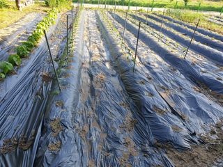 화가농부님의 자유주제 · 자유게시판 작성글 사진