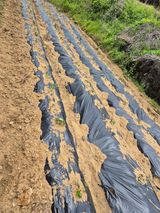 팜모닝 5월 내 작물 자랑하기·참여글 게시글 이미지