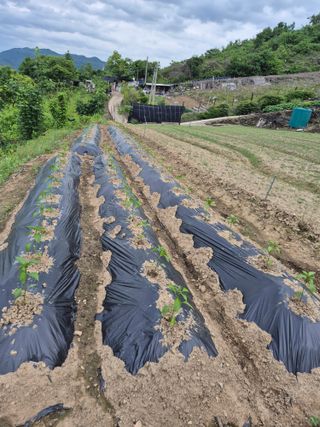 이현옥님의 5월 내 작물 자랑하기 · 참여글 작성글 사진