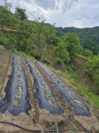 이현옥님의 5월 내 작물 자랑하기 · 참여글 작성글 사진