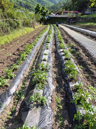 이현옥님의 5월 내 작물 자랑하기 · 참여글 작성글 사진